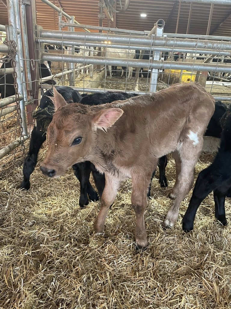 brown swiss calf
